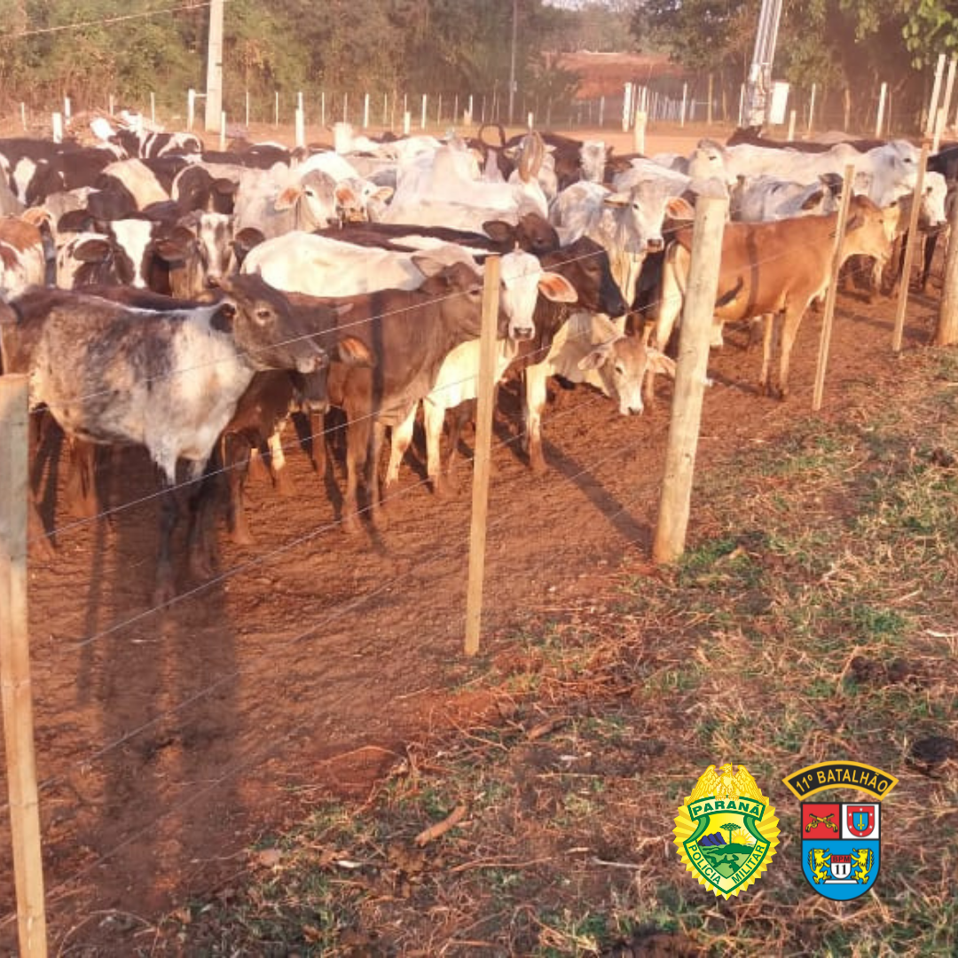 Policia Militar recupera caminhão e gado roubado na região