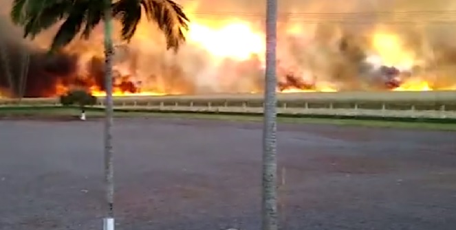 Plantação de milho é destruída por incêndio em Cafelândia