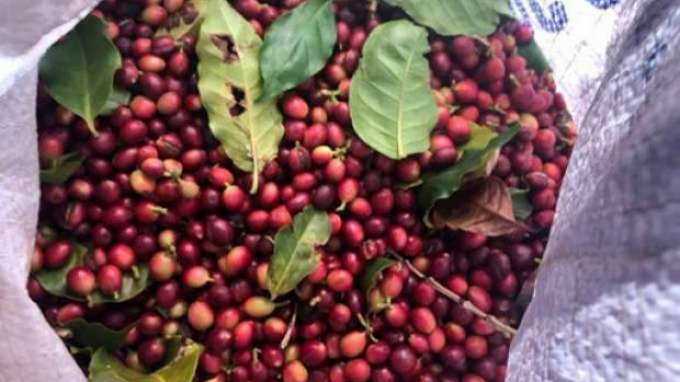 Quebra da safra e exportações devem elevar o preço do café em até 40%