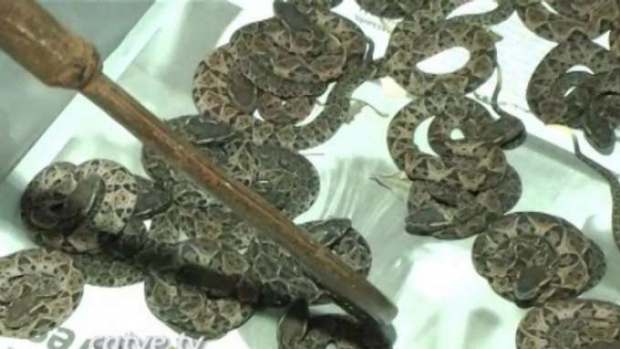 Pesquisadores brasileiros testam veneno de cobra que pode inibir avanço da Covid