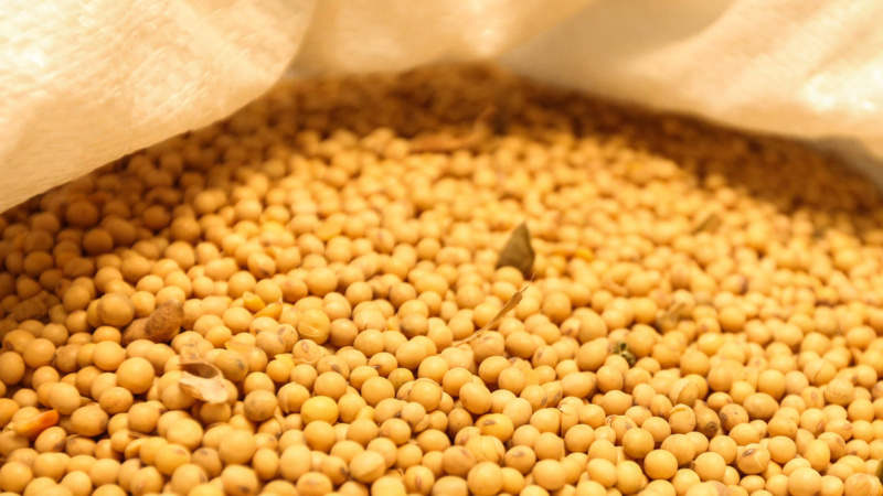 Preços da soja para o produtor paranaense continuam em alta; em cinco anos aumento foi de 155%
