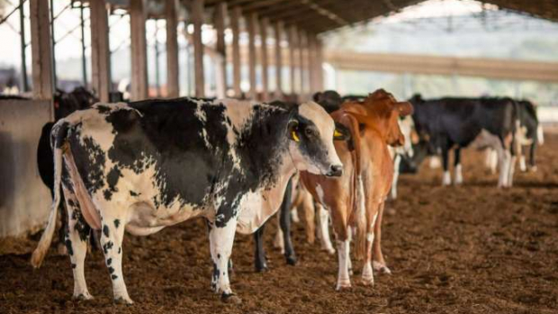 PRF lança Sinal Agro para registro de roubo e furto de animais