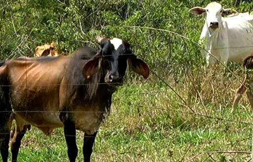 Gados são roubados de Propriedade Rural em Campina da Lagoa