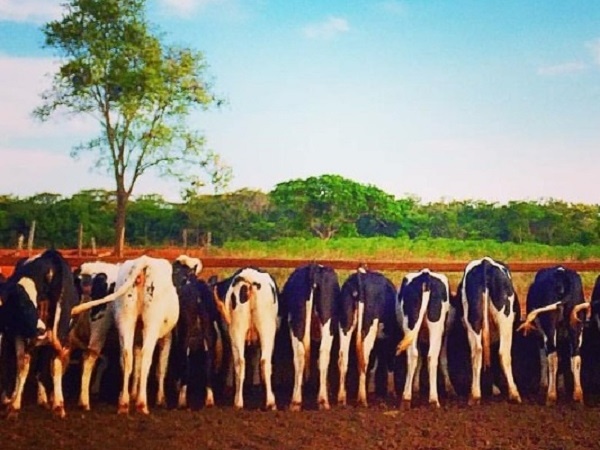 10 cabeças de gado são encontradas abandonadas em Estrada Rural de Ubiratã