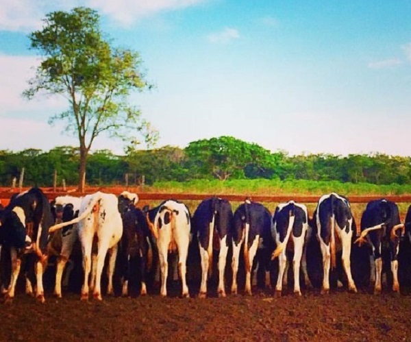 10 cabeças de gado são encontradas abandonadas em Estrada Rural de Ubiratã