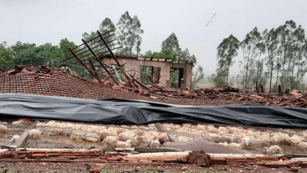 Mais de 20 mil frangos morrem em queda de estrutura de aviário em Assis Chateaubriand