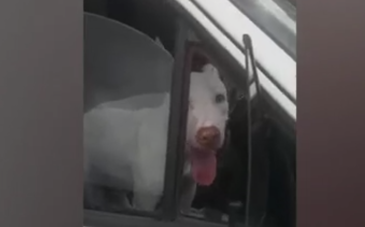 Inusitado…veja o vídeo: Cachorro desengata carro e quase provoca acidente no Centro de Assis Chateaubriand