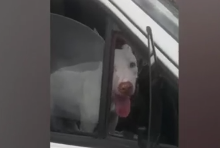 Inusitado…veja o vídeo: Cachorro desengata carro e quase provoca acidente no Centro de Assis Chateaubriand