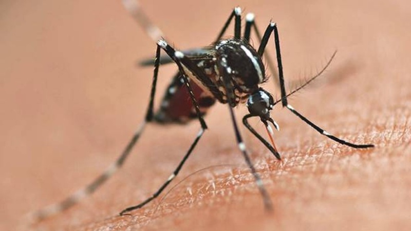 Boletim da dengue confirma 10,3 mil novos casos e oito óbitos no Paraná