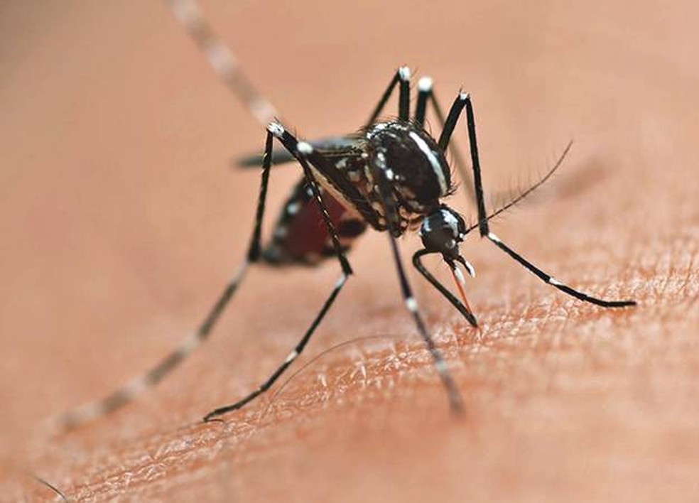 Casos de dengue continuam em alta na região da Comcam