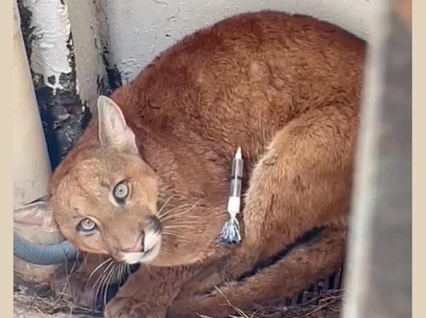 Onça Parda é capturada no Centro de Goioerê solta em reserva na região