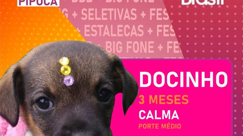 ‘Big Dog Brasil’: Inspirada no BBB, Prefeitura coloca cães ‘no paredão’ para ganharem novo lar