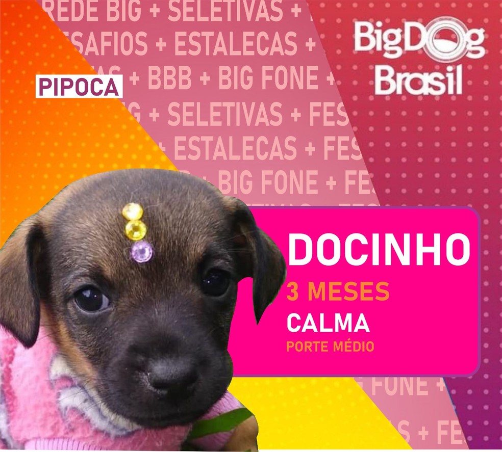 ‘Big Dog Brasil’: Inspirada no BBB, Prefeitura coloca cães ‘no paredão’ para ganharem novo lar
