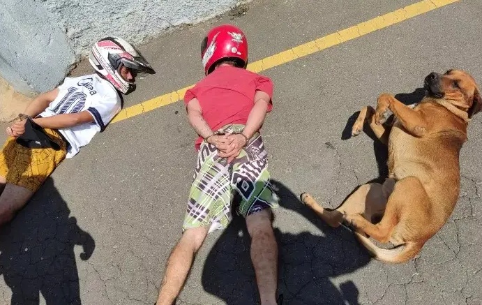 Perdeu, perdeu…Patas na cabeça! Cachorro viraliza ao deitar para ser “revistado” por policiais