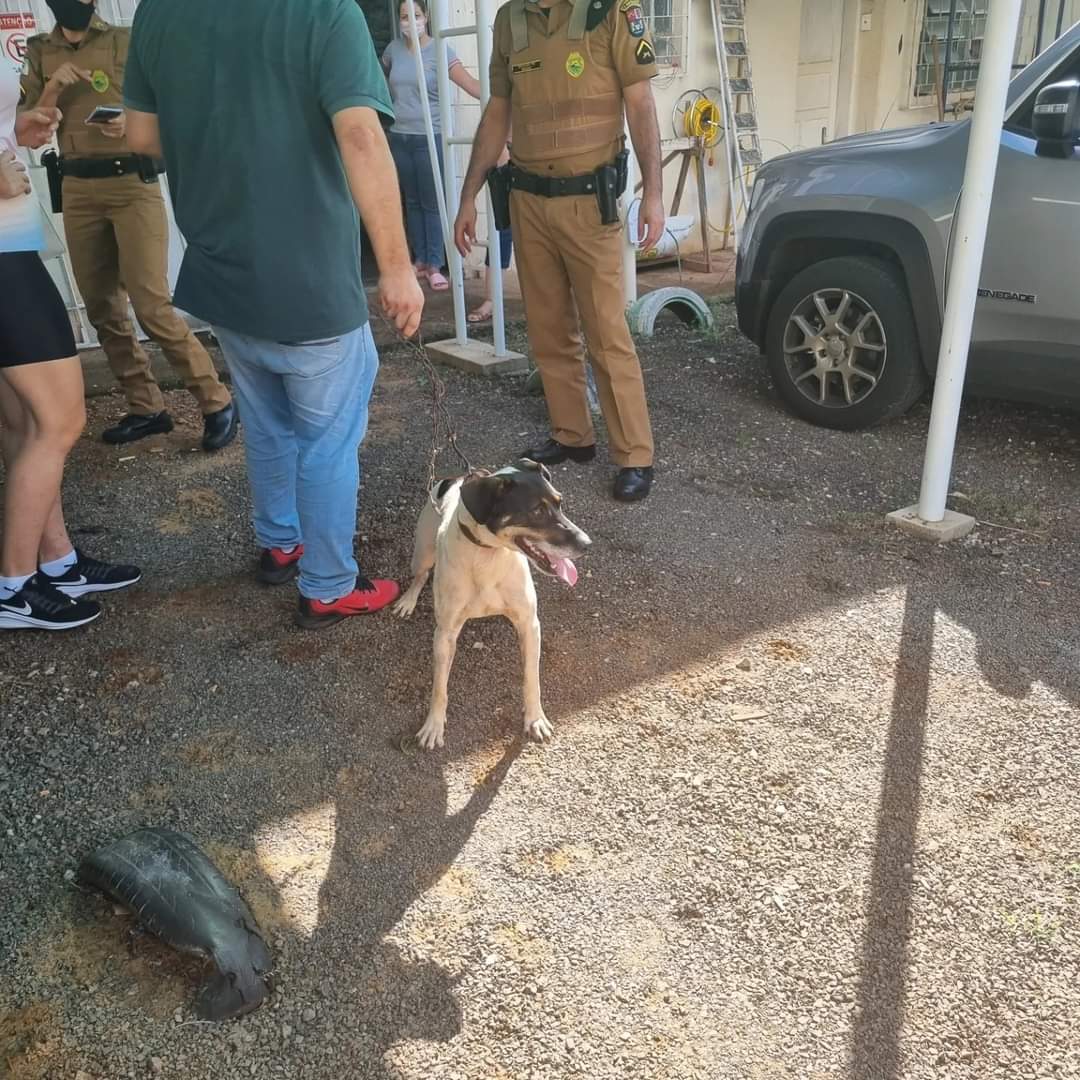 Homem é acusado de abusar sexualmente de cachorra em Campo Mourão