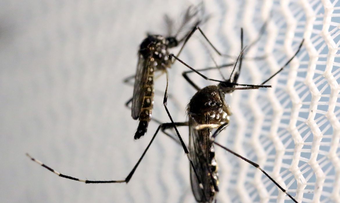 Paraná registra 6,7 mil novos casos de dengue em uma semana