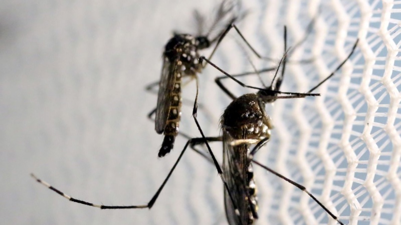 Região tem onze casos de dengue no novo ciclo