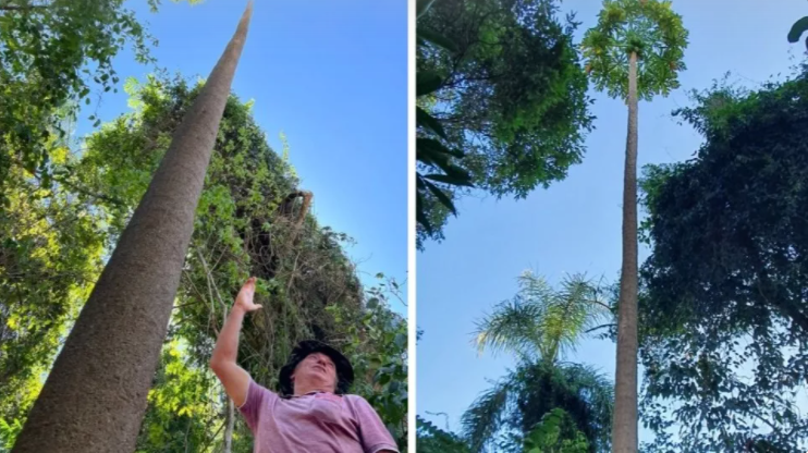 Mamoeiro de Cafelândia é o mais alto do mundo e entra para o livro dos recordes