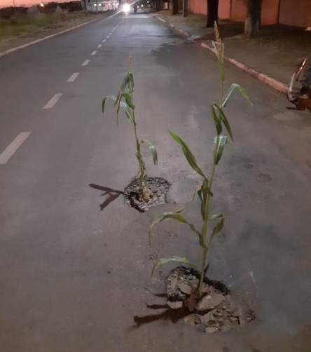 Moradores de Ubiratã “plantam” pés de milho em buracos no asfalto como protesto