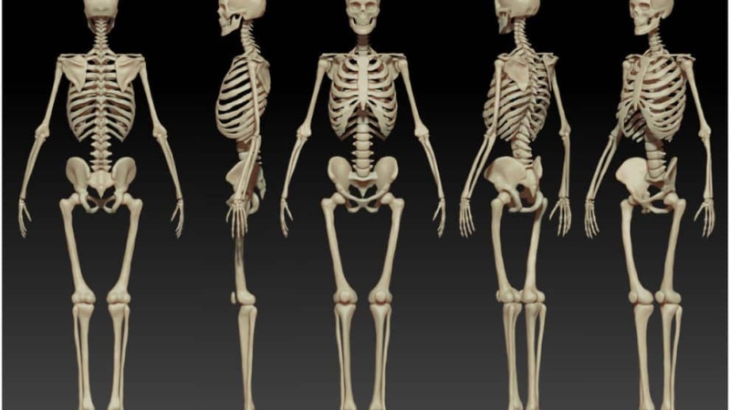 Sabia que o número de ossos no corpo diminui com a idade? Quantos temos?
