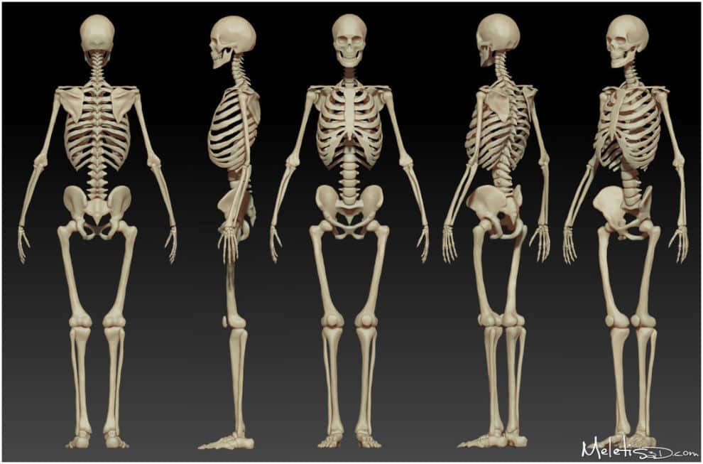 Sabia que o número de ossos no corpo diminui com a idade? Quantos temos?