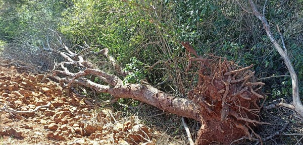 Polícia Ambiental embarga área e aplica multa de R$ 26.400,00 por danos ambientais em Nova Cantu