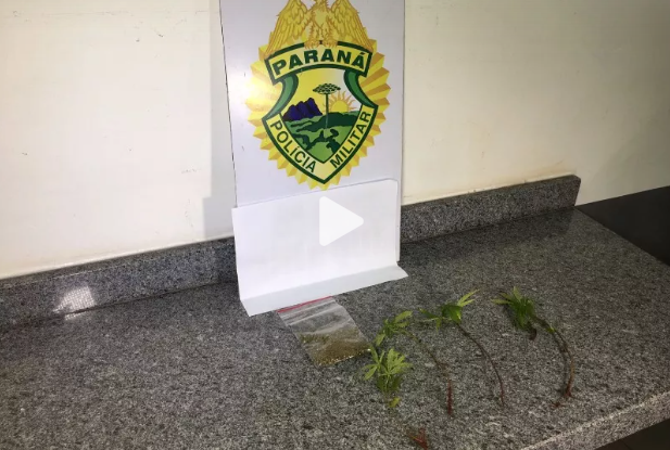 Policia é acionada para atender Maria da Penha e apreende quatro pés de maconha em Corbélia