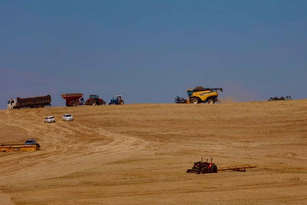 Ubiratã e outras 33 cidades do PR têm Valor Bruto de Produção Agropecuária acima de R$ 1 bilhão