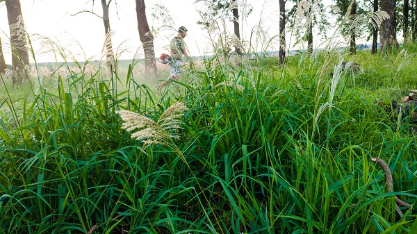 Contribuindo com a limpeza: Matagal e lixo incomoda e preocupa moradores de várias regiões do município de Ubiratã