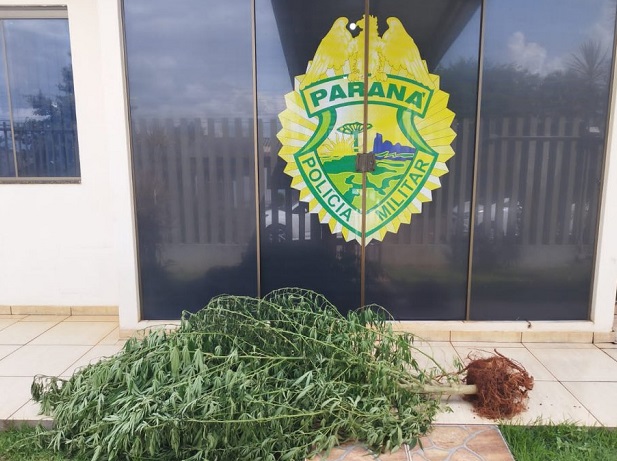 Pé de maconha com mais de dois metros de altura é apreendido pela PM de Braganey