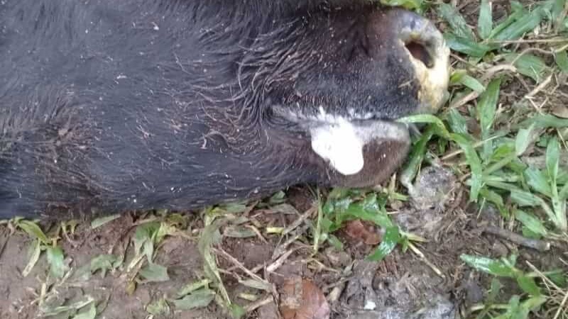 Casos confirmados de raiva bovina em Campina da Lagoa preocupam Adapar que alerta para vacinação