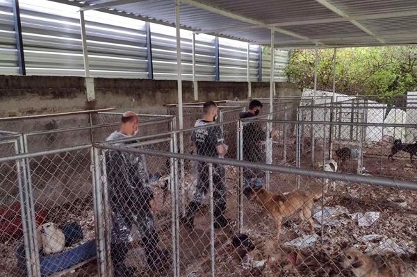 PCPR deflagra operação para resgatar 300 cães em situação de maus-tratos em Curitiba