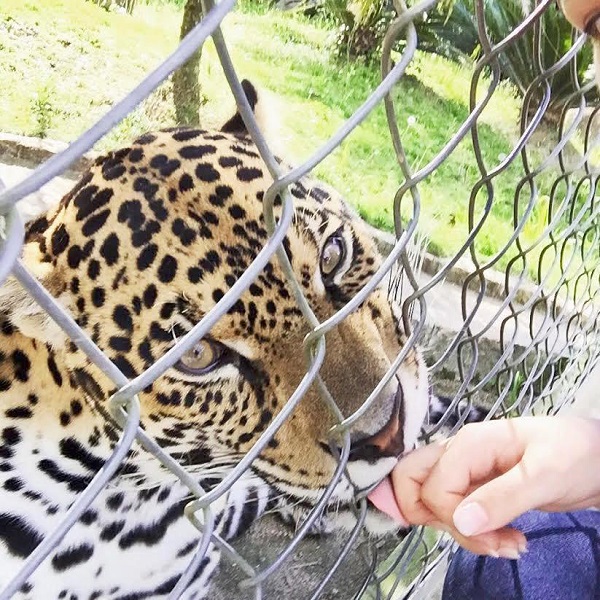 Reserva no Paraná tem 12 espécies de animais ameaçadas de extinção