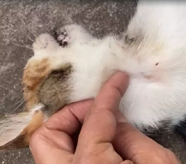 Vídeo: Idoso mata gata da vizinha com golpes de vassoura de varrer jardim no Paraná
