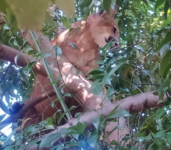 Onça é encontrada e resgatada após aparecer em área residencial de Engenheiro Beltrão