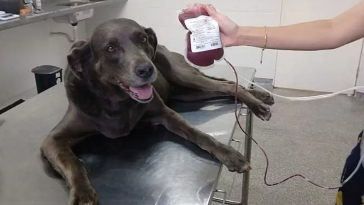 Ação do Corpo de Bombeiros incentiva doação de sangue canino para salvar vidas