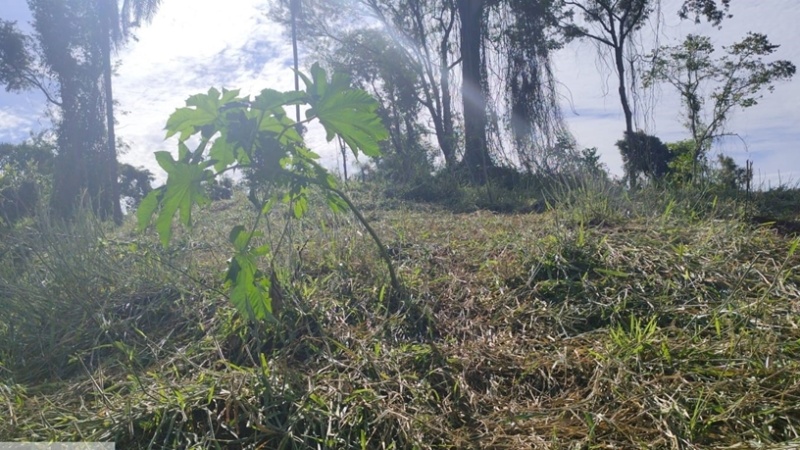 Polícia Ambiental autua produtor em R$ 108 mil por transformar floresta nativa em área de pastagem