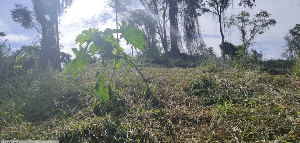 Polícia Ambiental autua produtor em R$ 108 mil por transformar floresta nativa em área de pastagem