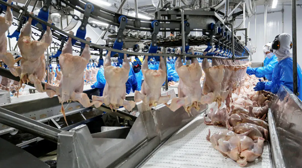Paraná conquista liderança nacional nas exportações de carne de frango no 1º semestre