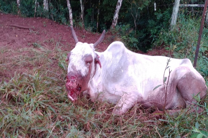 Suposto ataque de onça é registrado em Campina da Lagoa