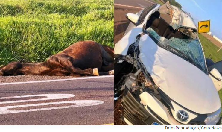 Cavalo morre ao ser atropelado e mulher sofre ferimentos graves na BR 272 em Goioerê