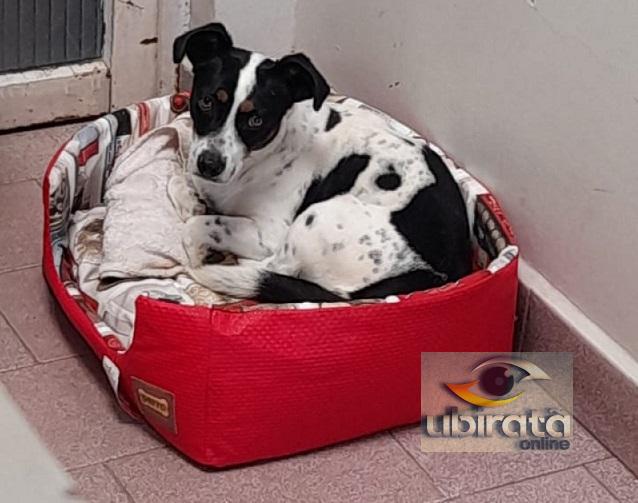 Cachorro agredido a pauladas processa ex-tutor por danos morais no Paraná