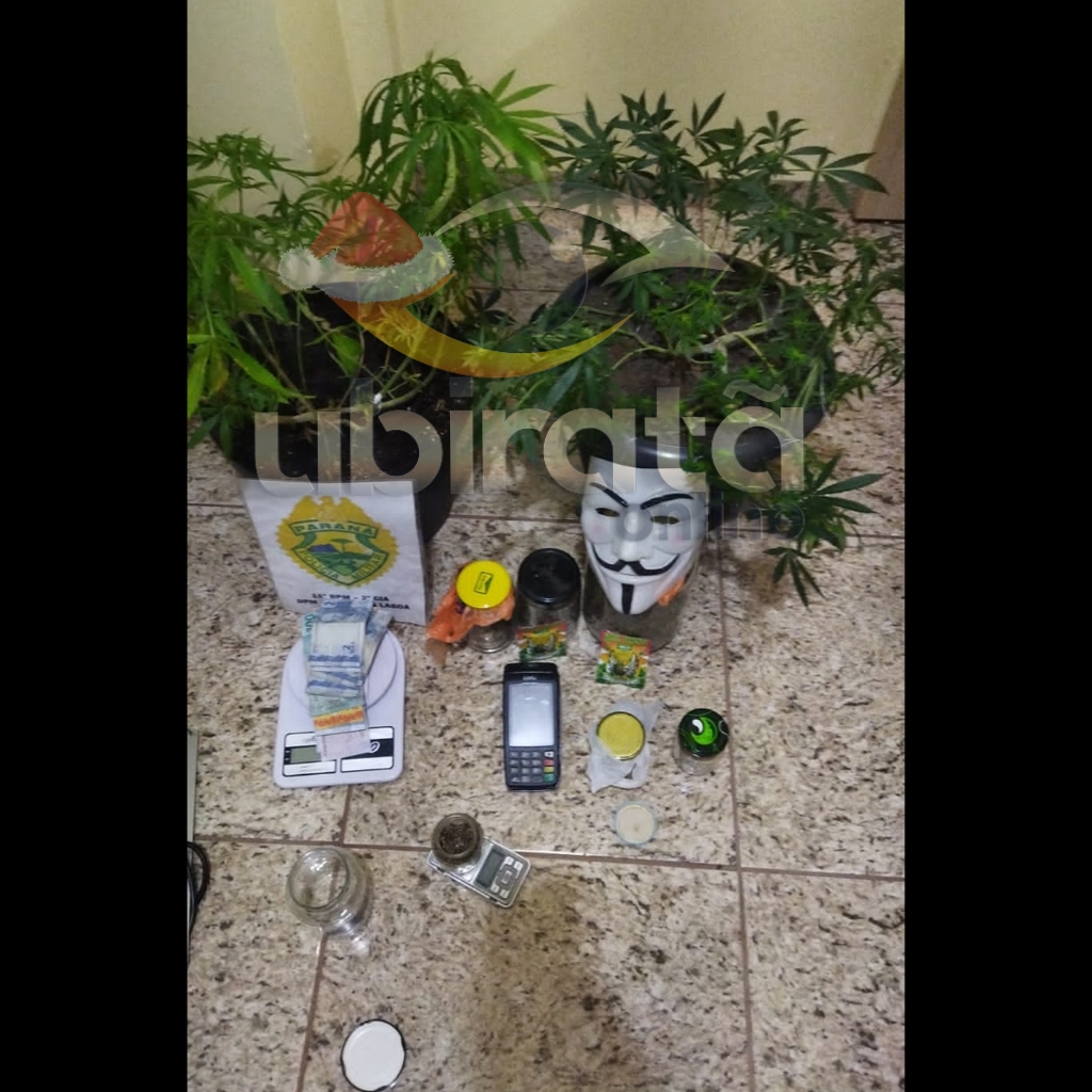 PM apreende simulacro e prende homem que mantinha estufa para cultivo de drogas em Campina da Lagoa