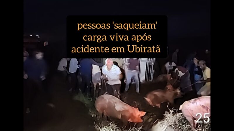 Após acidente envolvendo carreta que transportava porcos, carga viva é “saqueada” em Ubiratã