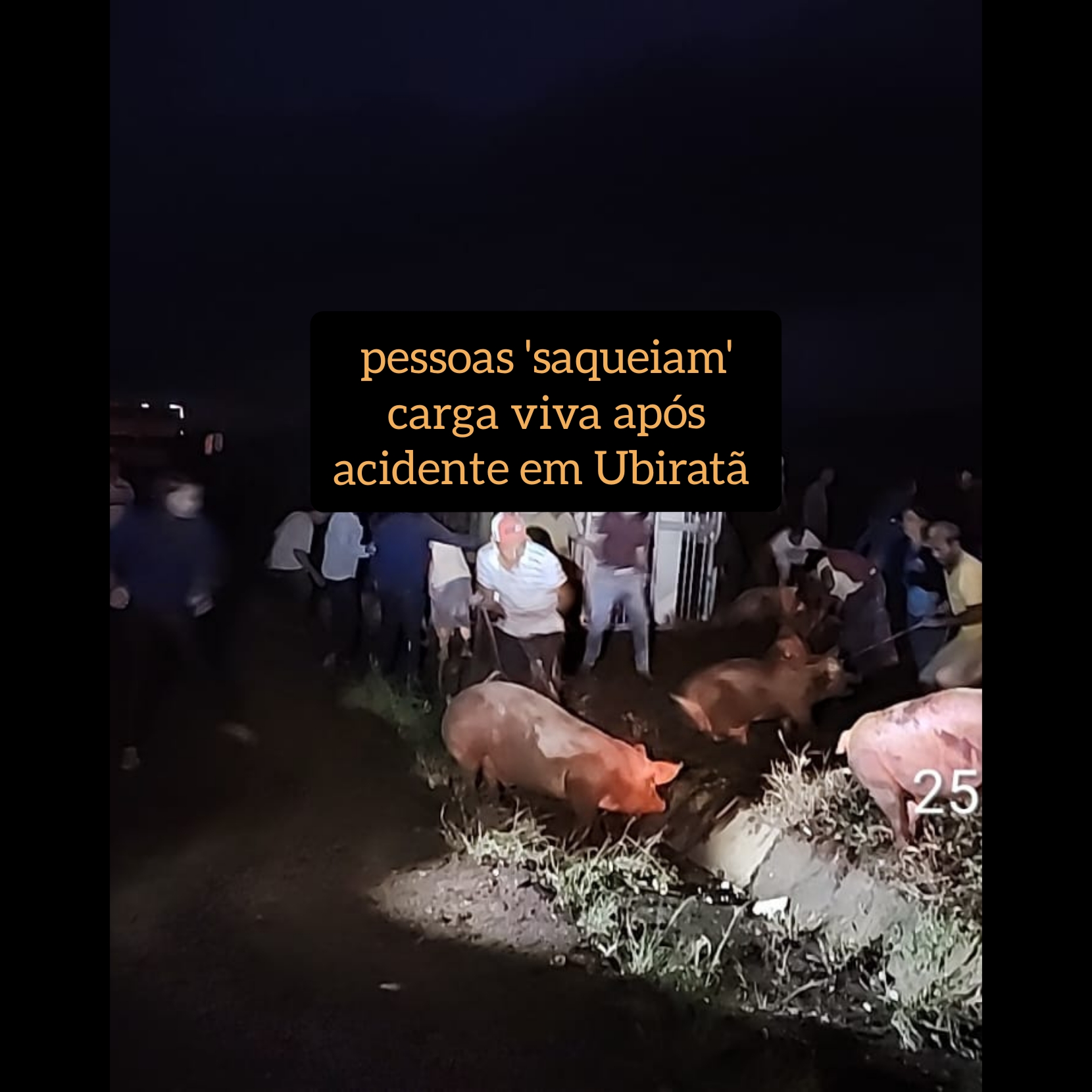 Após acidente envolvendo carreta que transportava porcos, carga viva é “saqueada” em Ubiratã