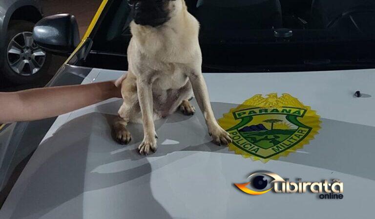 Rapaz é preso após furtar cachorra da prima e pedir resgate