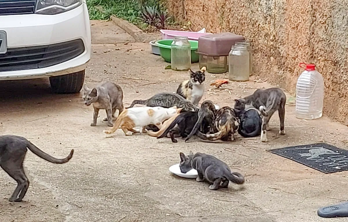 Curitiba amplia tratamento gratuito de gatos com esporotricose