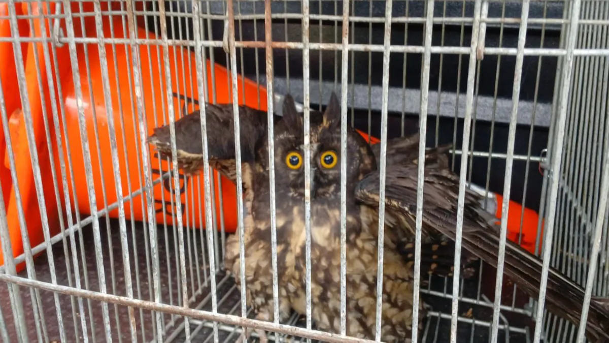 Coruja Mocho-diabo é reabilitada e devolvida à natureza no Paraná