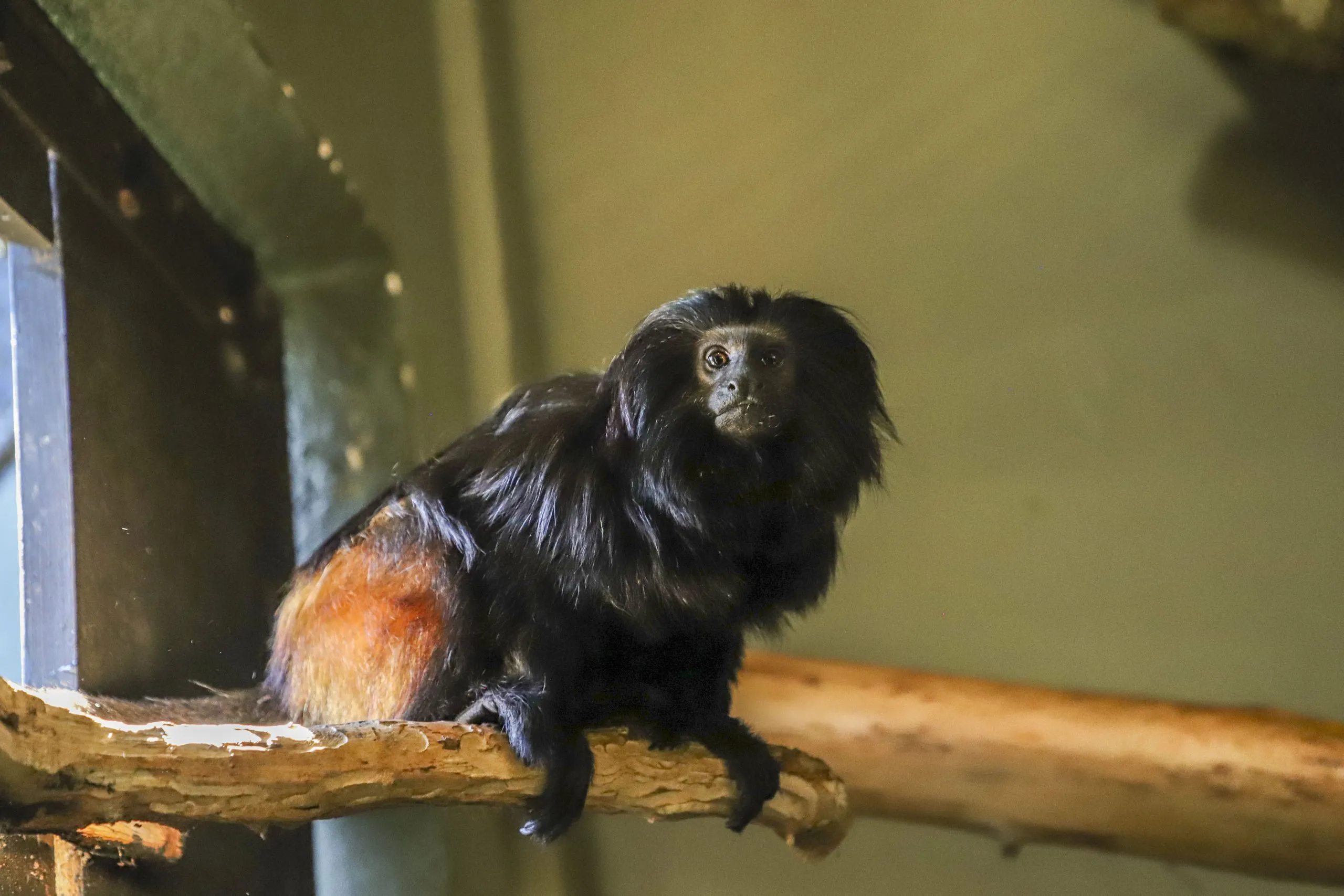 Nomes dos micos-leões-pretos do Zoo de Curitiba são escolhidos