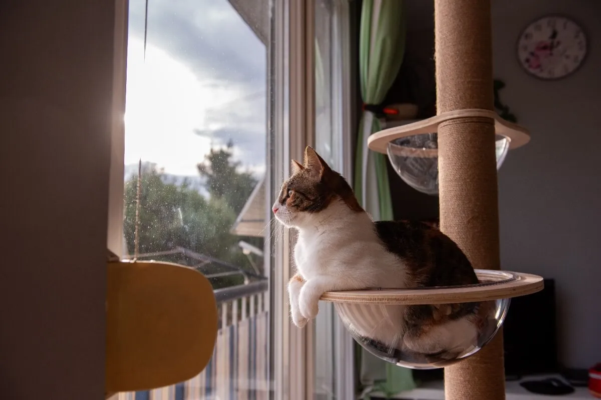 10 principais tipos de personalidade de gato 